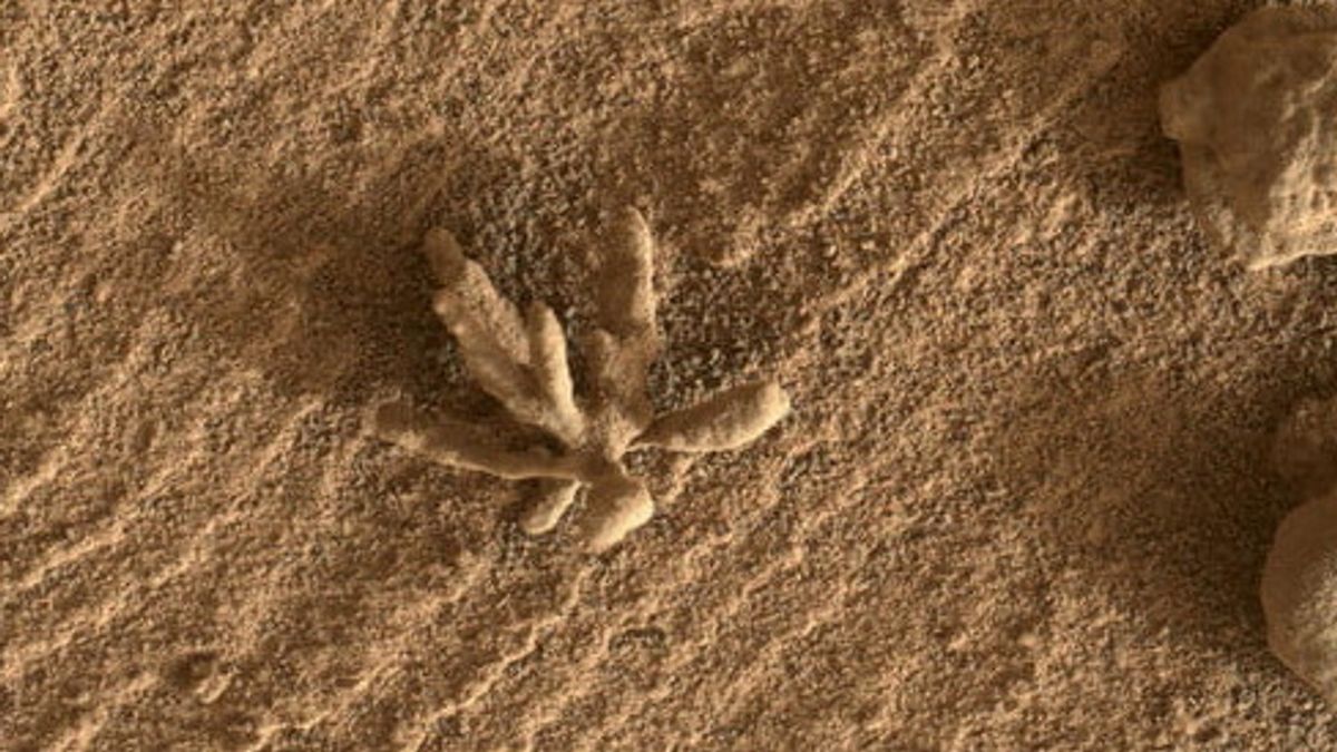 NASA Finds Beautiful Flower-like Objects On Planet Mars