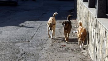 العشرات من الكلاب الضالة يزعم أنها ماتت بسبب التسمم ، و Gendermarie التركية تجري تحقيقا
