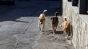 Belasan Anjing Liar Diduga Mati Akibat Diracun, Gendermarie Turki Gelar Penyelidikan