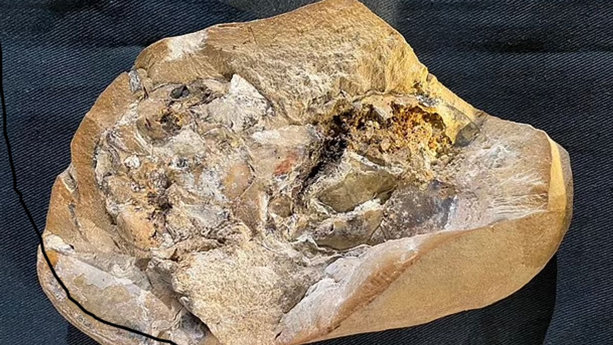 古代の魚の化石に見られる3億8000万年前の無傷の心臓