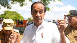 La productivité du maïs à Sumbawa augmente, Jokowi a déclaré que les pertes potentielles peuvent être minimisées par l’utilisation de bibit Unggul