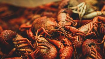 Aturan Belum Jelas, Ekspor Lobster Dinilai Harus Dihentikan