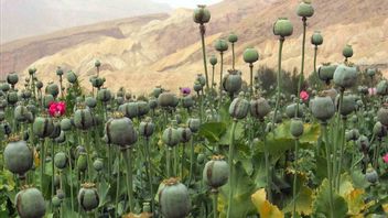 Un coup d’État militaire : les producteurs d’opium du Myanmar sont devenus le plus grand fournisseur au monde