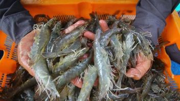 印尼对美虾出口额达11.06亿美元