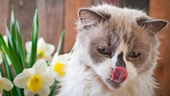 Selain untuk Merawat Diri, Ini 7 Alasan Kenapa Kucing Sering Menjilati Bibir