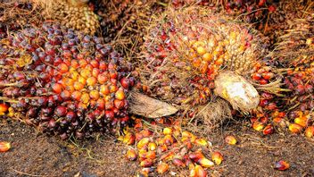 Indonesia's Palm Oil Export Destination Country, Capai Omset Billion Dollars Every Year