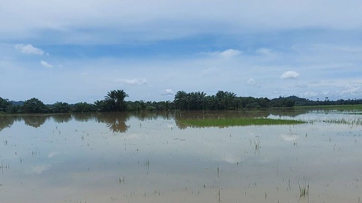 Flood Submerging, 1,090 Hectares Of Padi In East Aceh Are Threatened With Crop Failure