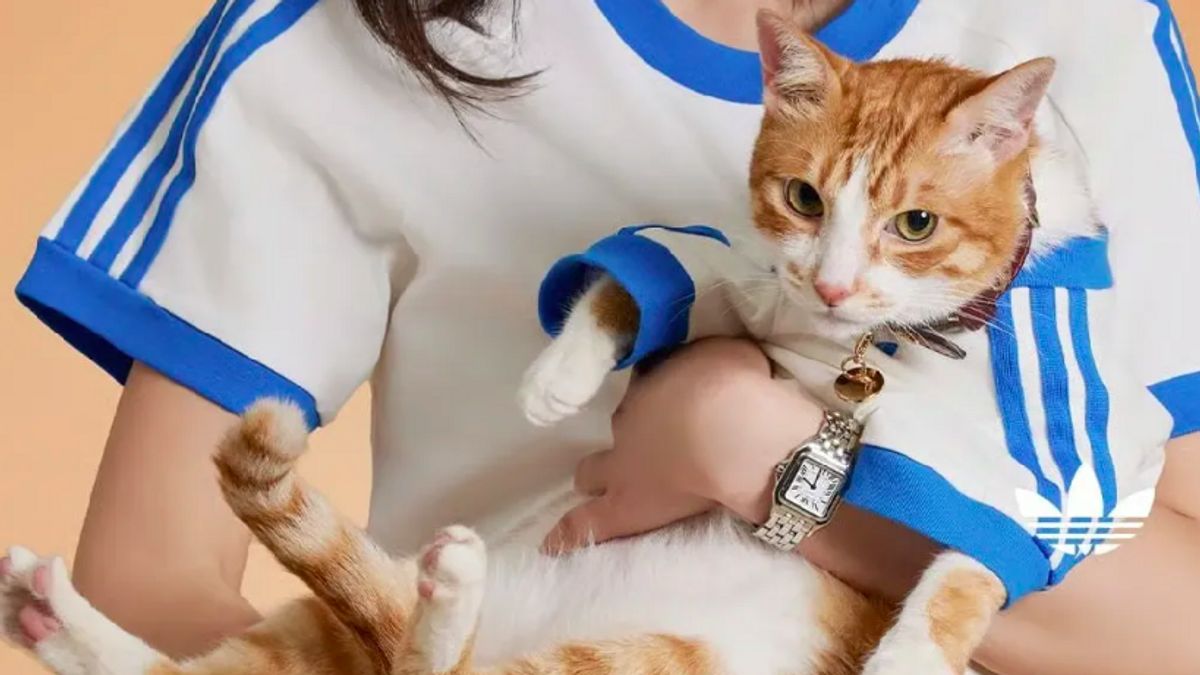 Adidas Has A Stylish Collection For Pets And Owners