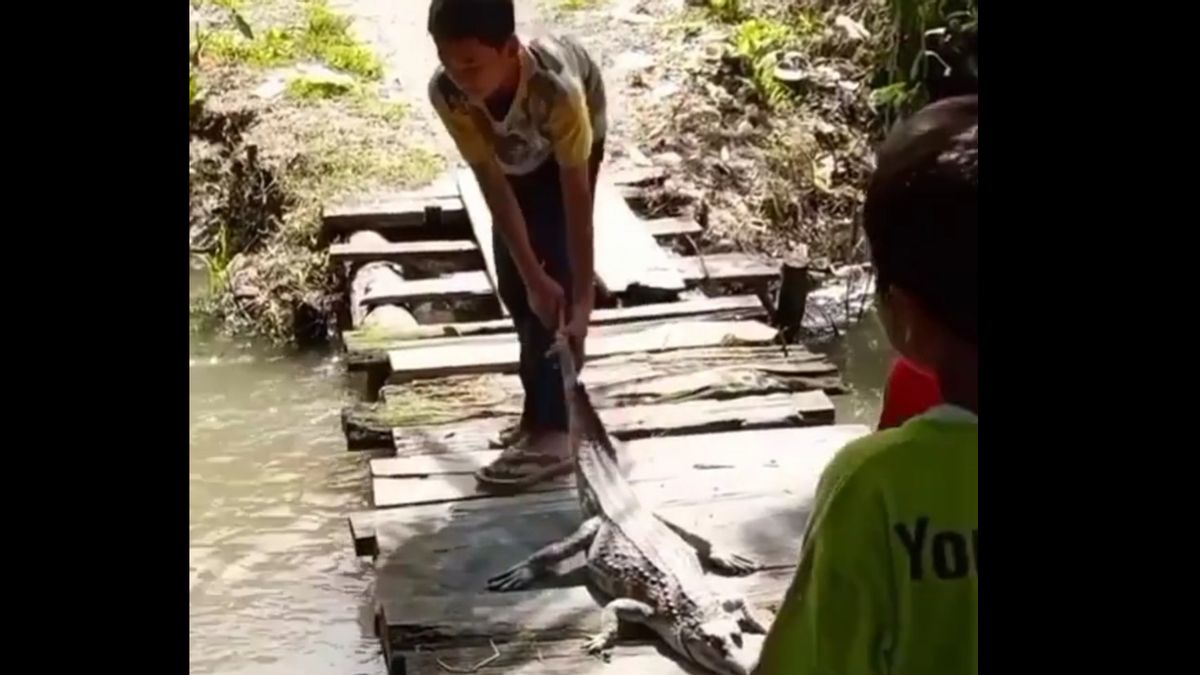  N’imitez Pas, Ce Garçon De Labura Sumut Désespéré D’attraper Des Crocodiles