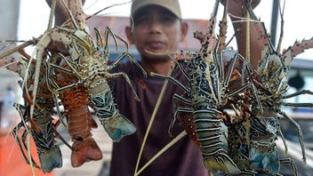 KKP Opens Opportunities For Cooperation In Lobster Seed Power With Other Countries