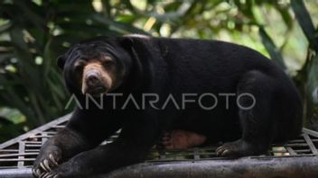 Massive Palm Oil Expansion In South Kalimantan Tapin Makes Sun Bears Embedd Into Settlements