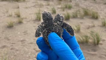 在南卡罗来纳州发现的双头龟孵化，称为基因突变