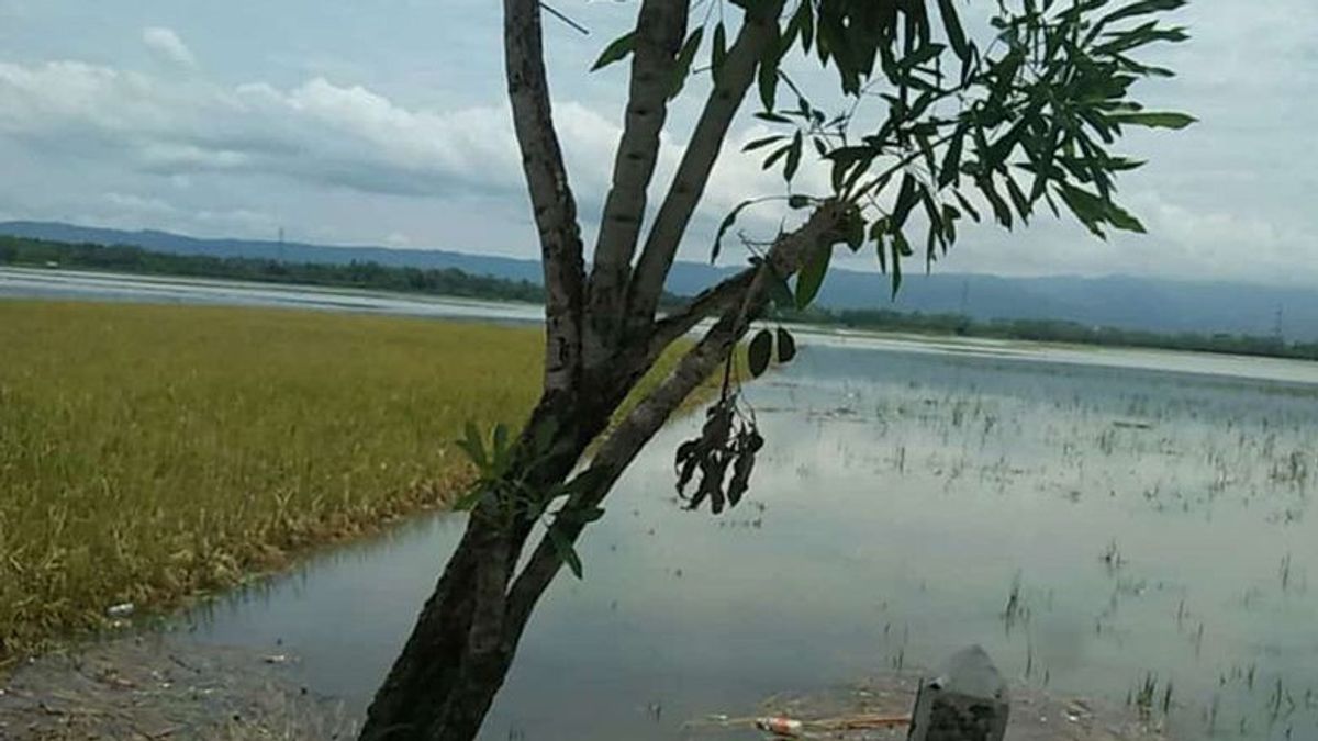 Ratusan Hektare Tanaman Padi Siap Panen di Cilacap Terdampak Banjir