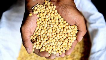 需要が増加、農業省は52,000ヘクタールの土地の開発を通じて大豆農家を奨励する