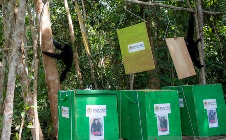 BKSDA Sumatera Selatan Lepasliarkan 3 Ekor Owa Siamang