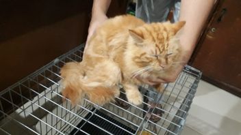 Polisi Tangkap Maling 3 Kucing Himalaya di Medan