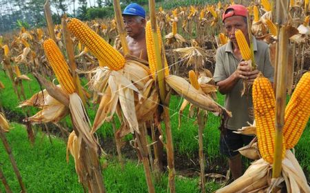 Jadi Alternatif Campuran Batu Bara, PLN Manfaatkan Bonggol Jagung Sebagai Bahan Bakar