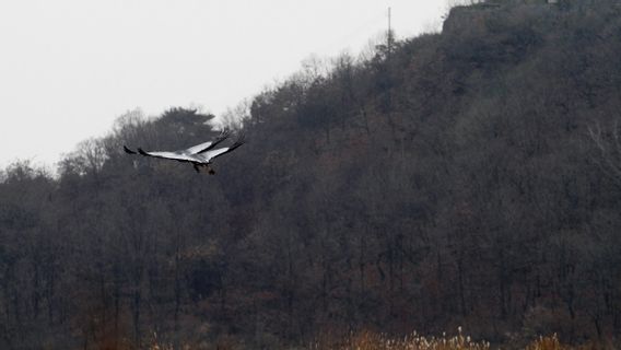 Dipersenjatai dan Dijaga Ketat, Zona Demiliterisasi Korea Jadi Surga Bagi Satwa Liar