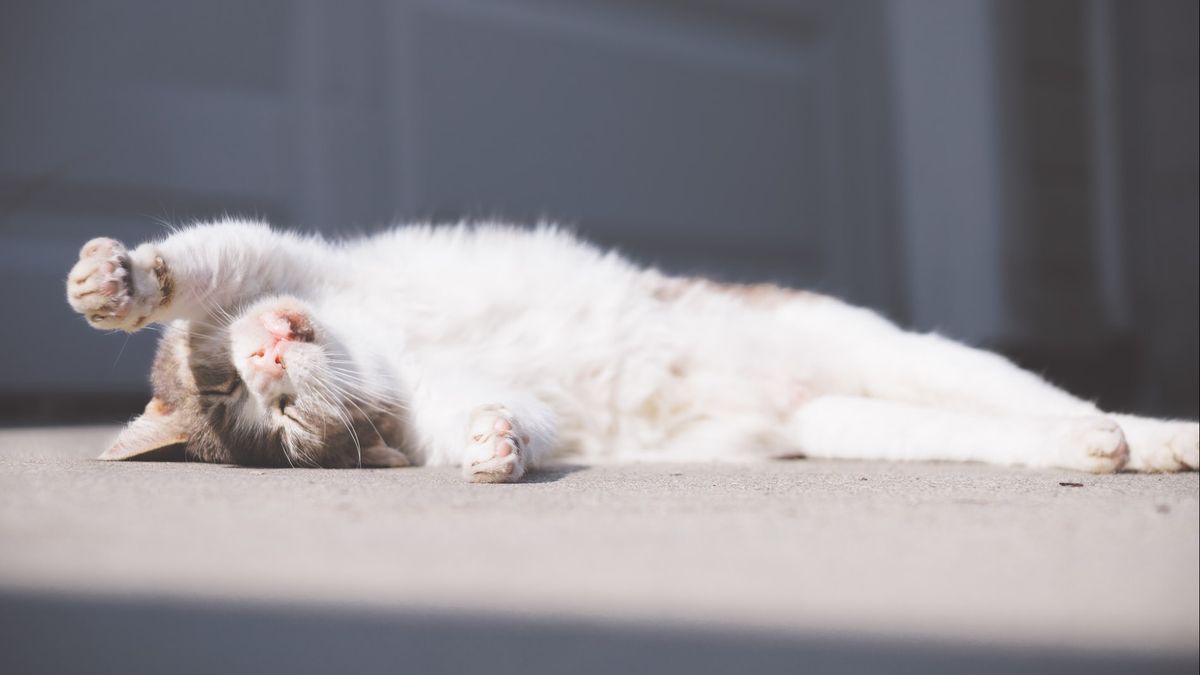 Anabul爱好者需要知道，这里有5个原因为什么猫喜欢晒日光浴