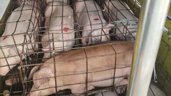 Tak Kantongi Dokumen Kesehatan, 2 Truk Pengangkut Babi Asal Jembrana Ditolak Masuk Ketapang