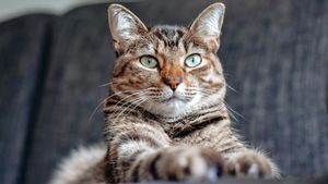 Gemas dengan Binatang Berbulu, Begini 7 Cara Agar Disukai Kucing