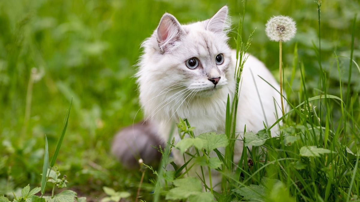 为什么猫有时会吃草？根据研究：克服毛球和寄生虫