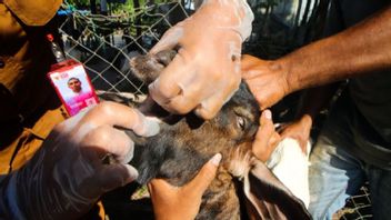 保健省:動物がヒトの感染を防ぐために健康であることを確認する