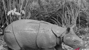 Selamatkan dari Kepunahan, Kemenhut Siap Translokasi Badak Jawa ke Habitat Kedua