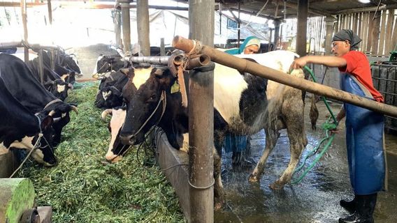 Iduladha 2023 di Depan Mata, 352 Titik Terkait Hewan Kurban di Sleman Dipantau DPPP 