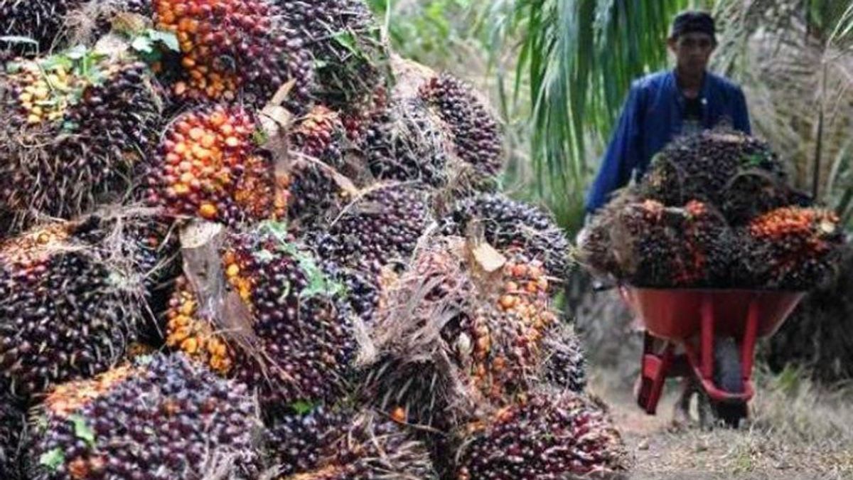 阿吉布！TBS价格上涨使棕榈油农民每月可获得高达1200万盾 