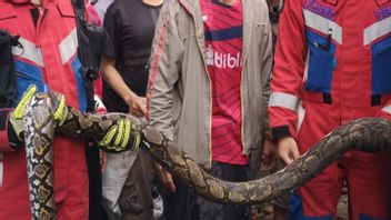Ngeri, un serpent Sanca de 3 mètres de long vit dans le canal d’eau des résidents de Kayumanis Matraman
