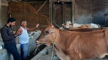 Wabah PMK di Sulawesi Selatan: 388 Kasus, 3 Sapi Mati