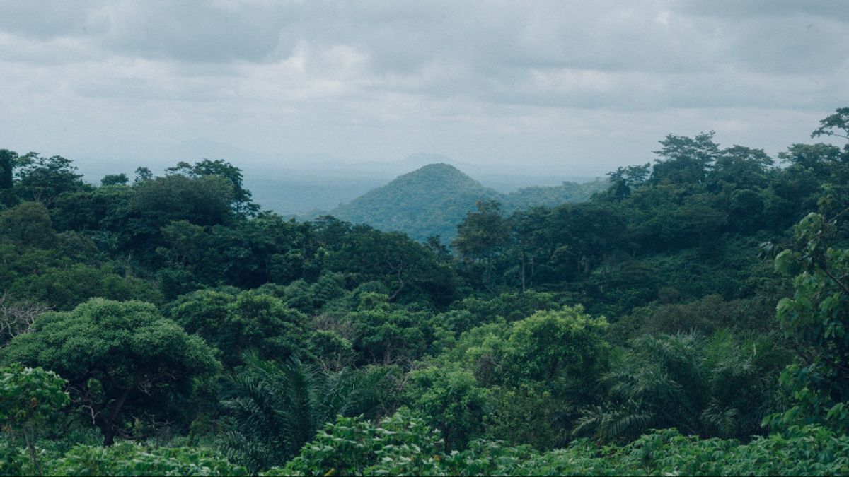 Shocking Facts About Tropical Rain Forest Biomes That Are Rarely Known