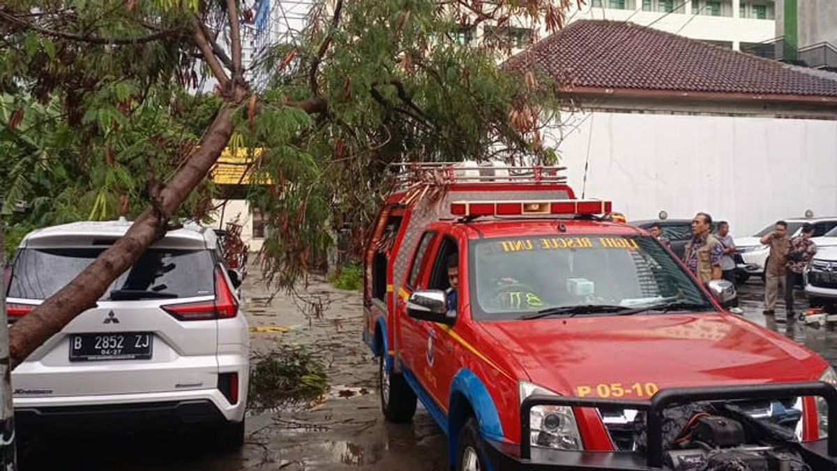 Diterpa Angin, Pohon Besar di Cempaka Putih Tumbang, Satu Mobil Rusak