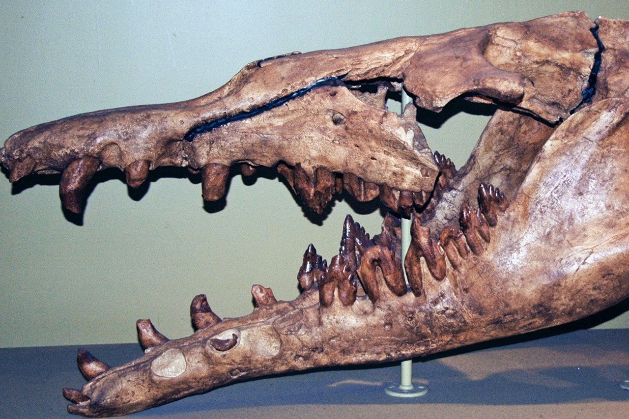 科学者たちは「海の怪物」の頭蓋骨、現代のクジラの古代の捕食者の祖先を見つける