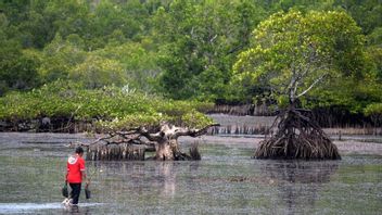 KLHK: Hutan Mangrove Potensial Simpan Karbon Biru