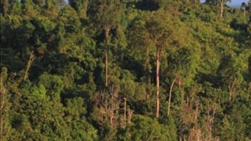  Le Vice-président Du Dprd Takalar Sulsel Devient Suspect De Destruction De Forêts