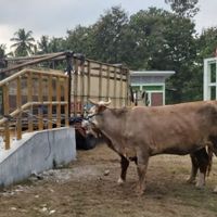 51 Ternak di Gunung Kidul Terkonfirmasi Suspek PMK, DPKH Lakukan Isolasi