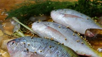 实用，简单！这是美味的黄鳍金枪鱼食谱