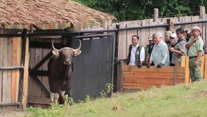 Release Banteng Jawa, Conservation Efforts In Pangandaran Nature Reserve