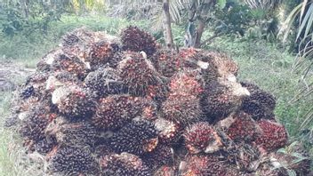 Mukomuko农业办公室表示，许多工厂购买棕榈油FFB低于设定价格：有些高达每公斤830卢比