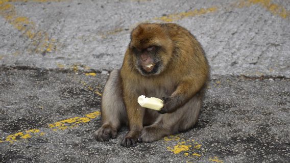 Tourists Often Give Ice Cream, Gibraltar Monkeys Now Eat Soil