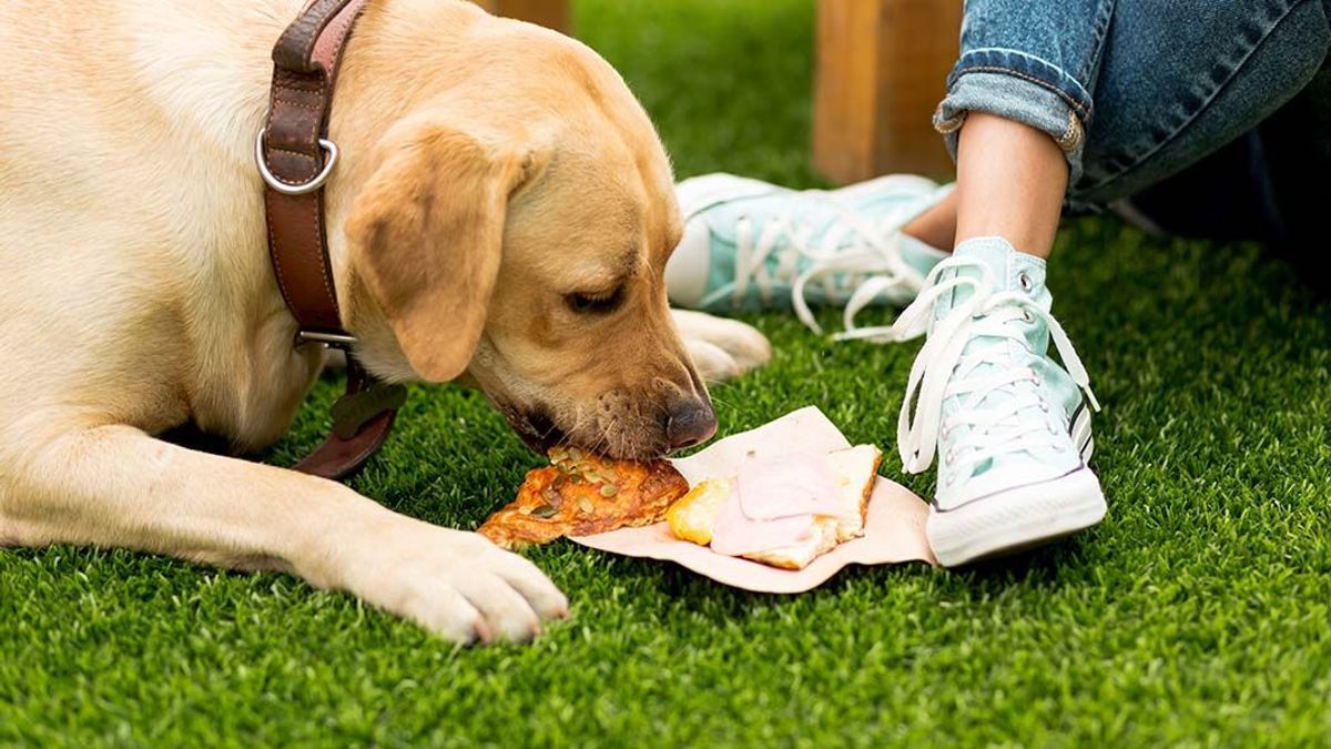 Catat Baik-baik! Ini 5 Makanan yang tidak Boleh Diberikan pada Anjing