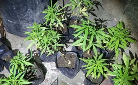 Ditangkap Karena Berkebun Ganja, Pria di NTB Ini Mengaku ke Polisi untuk Obati Sakit Liver