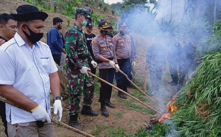 5 Hektare Ladang Ganja di Aceh Utara Dimusnahkan, 1 Pelaku Pemilik Lahan Berhasil Ditangkap