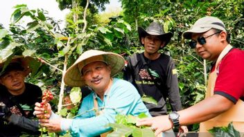 In Order To Maintain Quality, The Situbondo Regency Government Encourages Coffee Farmers To Use Organic Fertilizer