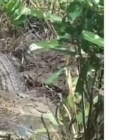 Buaya Besar Muncul di Panakkukang Makassar Bikin Resah Warga