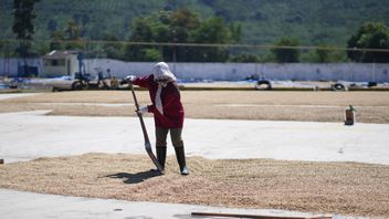 为了提高质量而推迟收获，PTPN IV咖啡业务在2026年初仍然保持利润率