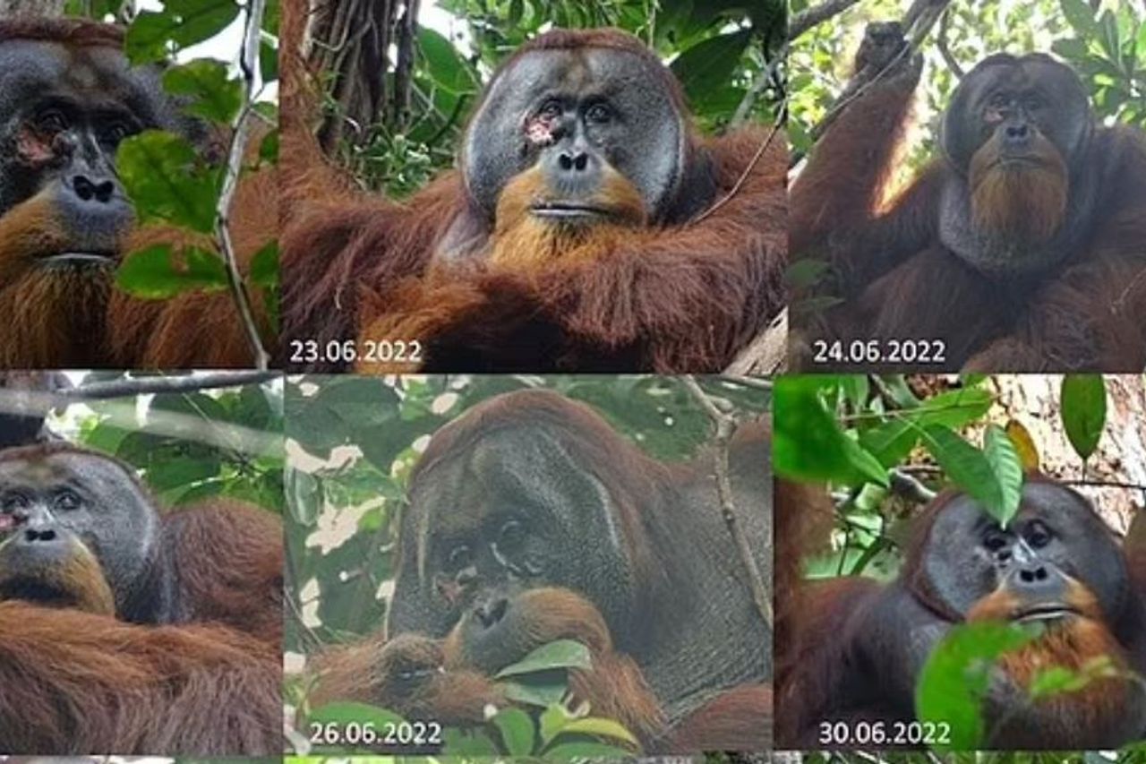 最初の発見、野生のオランウータンは黄色い根の薬用植物で自己傷を治療する