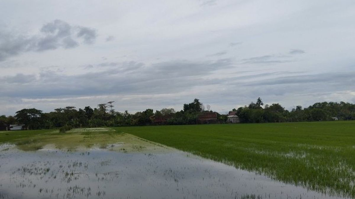 德马克洪水淹没的1,400公顷水稻作物